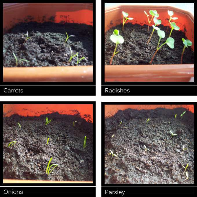 growing plants at home